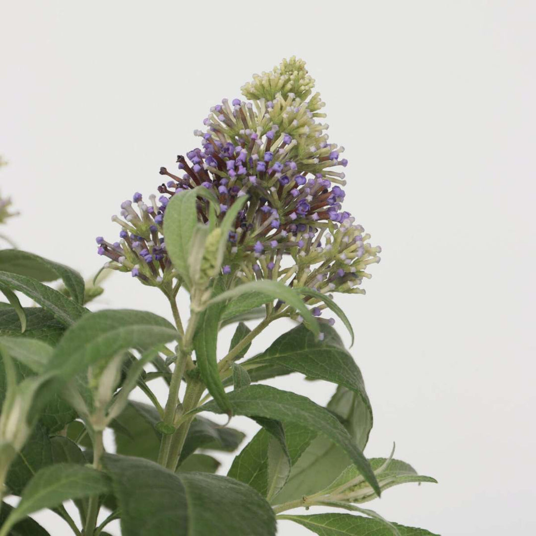 Buddleja Candy Little Lila - Set van 2 - Vlinderstruik