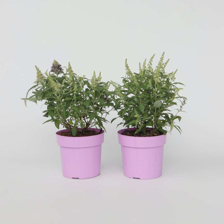 Buddleja Candy Little Lila - Set van 2 - Vlinderstruik