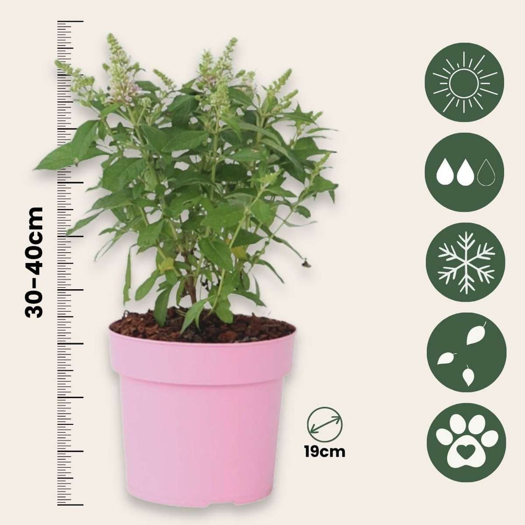 Buddleja 'Little Pink' - Set od 2 komada - Grm leptira