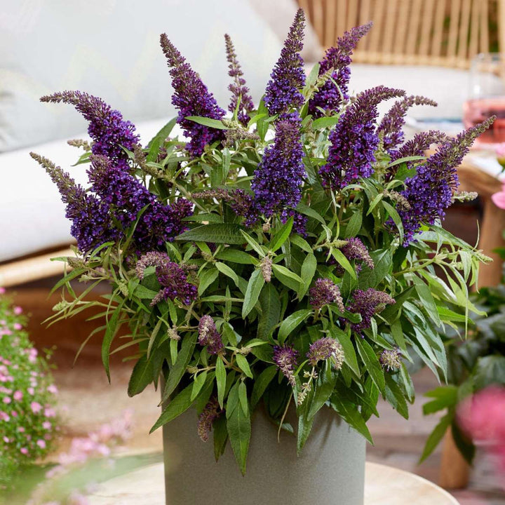 Buddleja Candy Little Purple - Set van 2 - Vlinderstruik