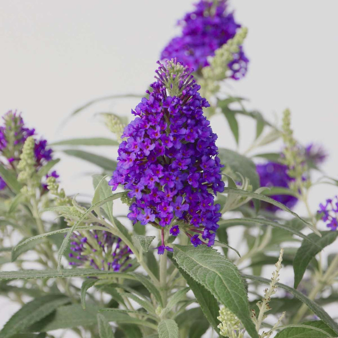 Buddleja Candy Little Purple - Set van 2 - Vlinderstruik