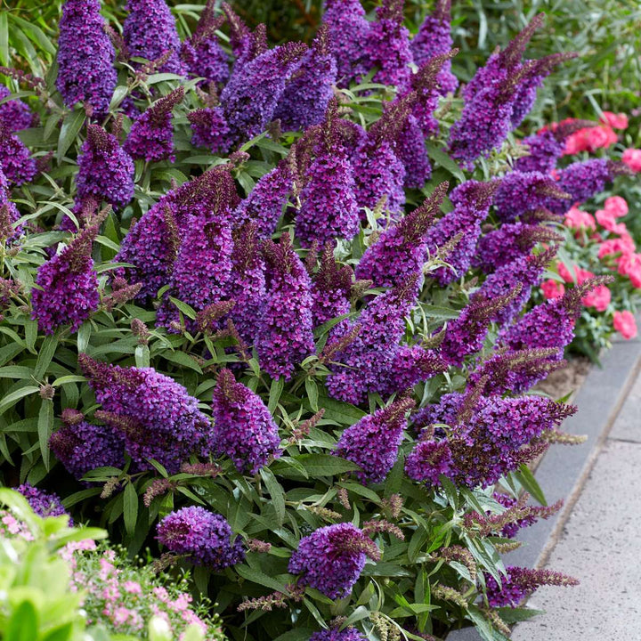 Buddleja Candy Little Purple - Set van 2 - Vlinderstruik