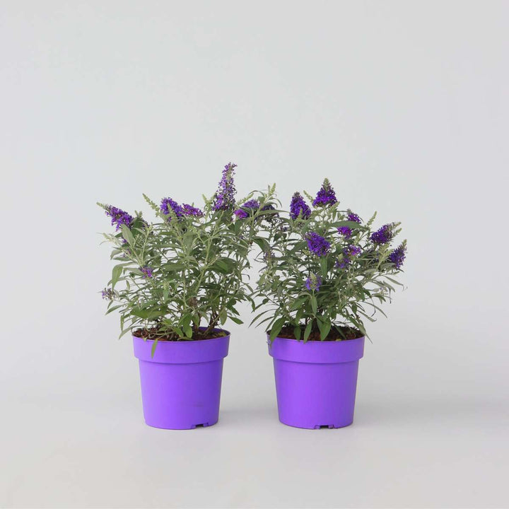 Buddleja Candy Little Purple - Set van 2 - Vlinderstruik