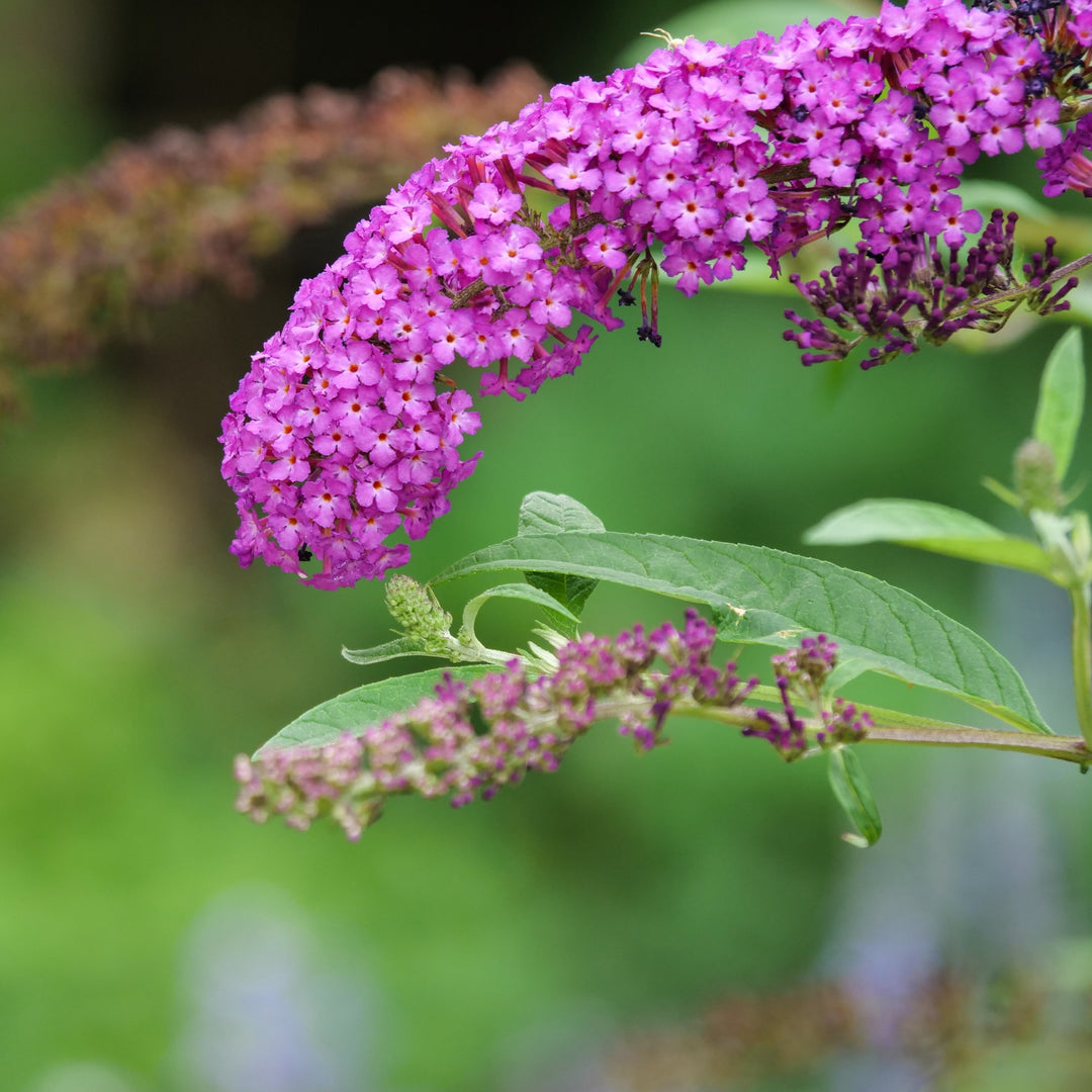 Buddleja Candy Little Ruby - Vlinderstruik