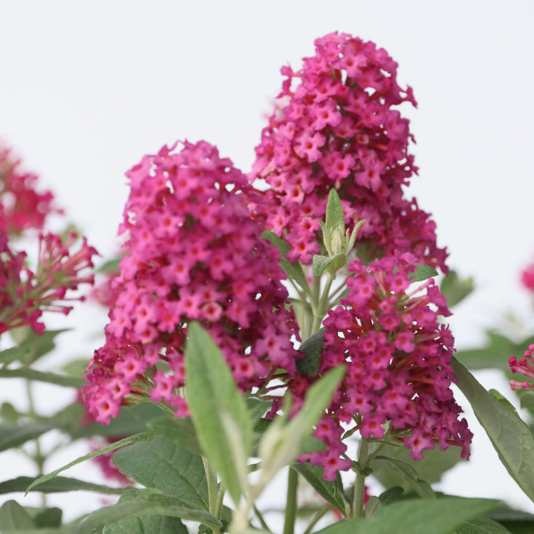 Buddleja Candy Little Ruby - Vlinderstruik