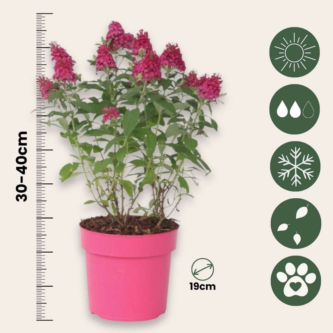 Buddleja 'Little Ruby' - Leptirov grm