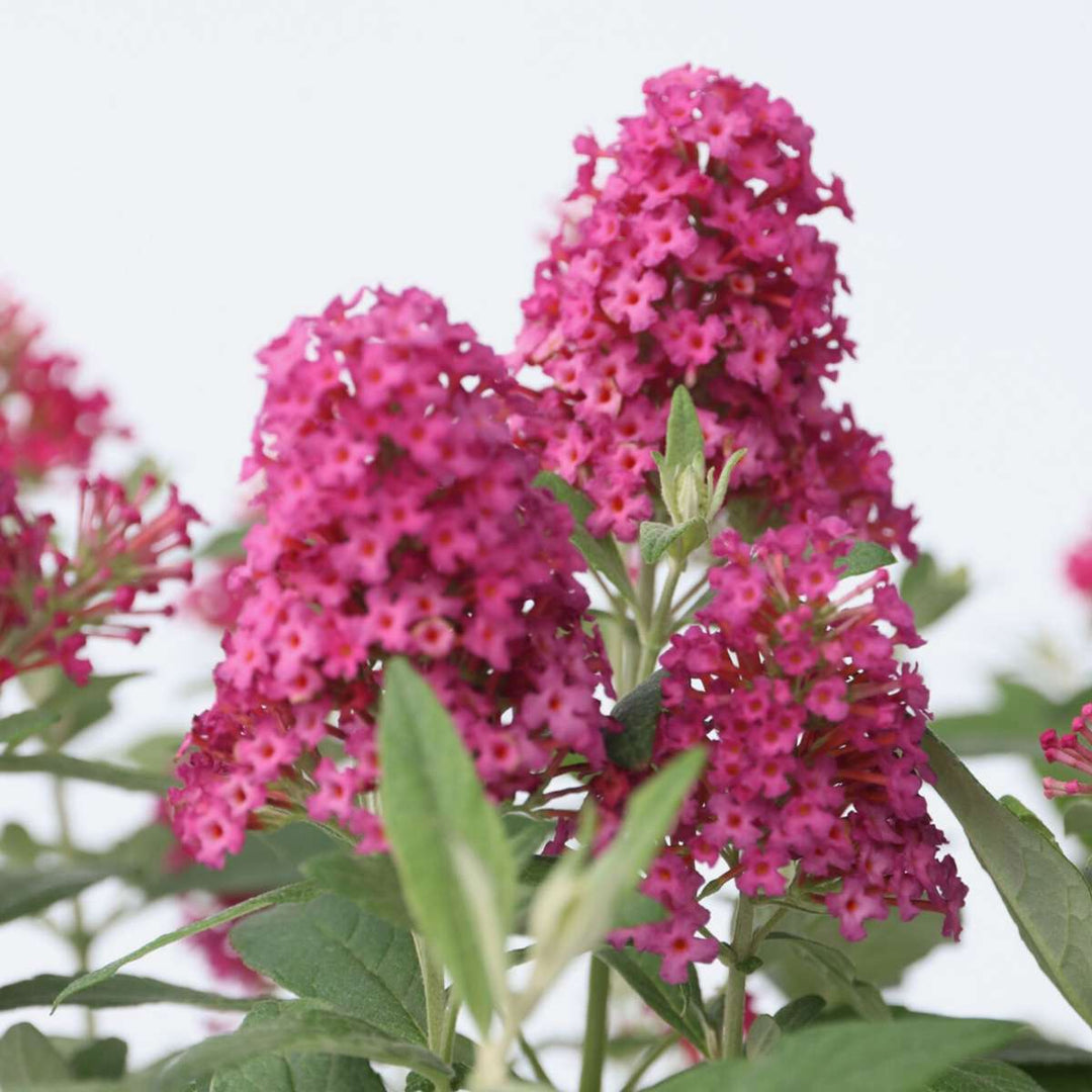 Buddleja Candy Little Ruby - Set van 2 - Vlinderstruik