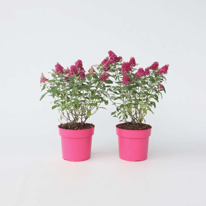 Buddleja Candy Little Ruby - Set van 2 - Vlinderstruik