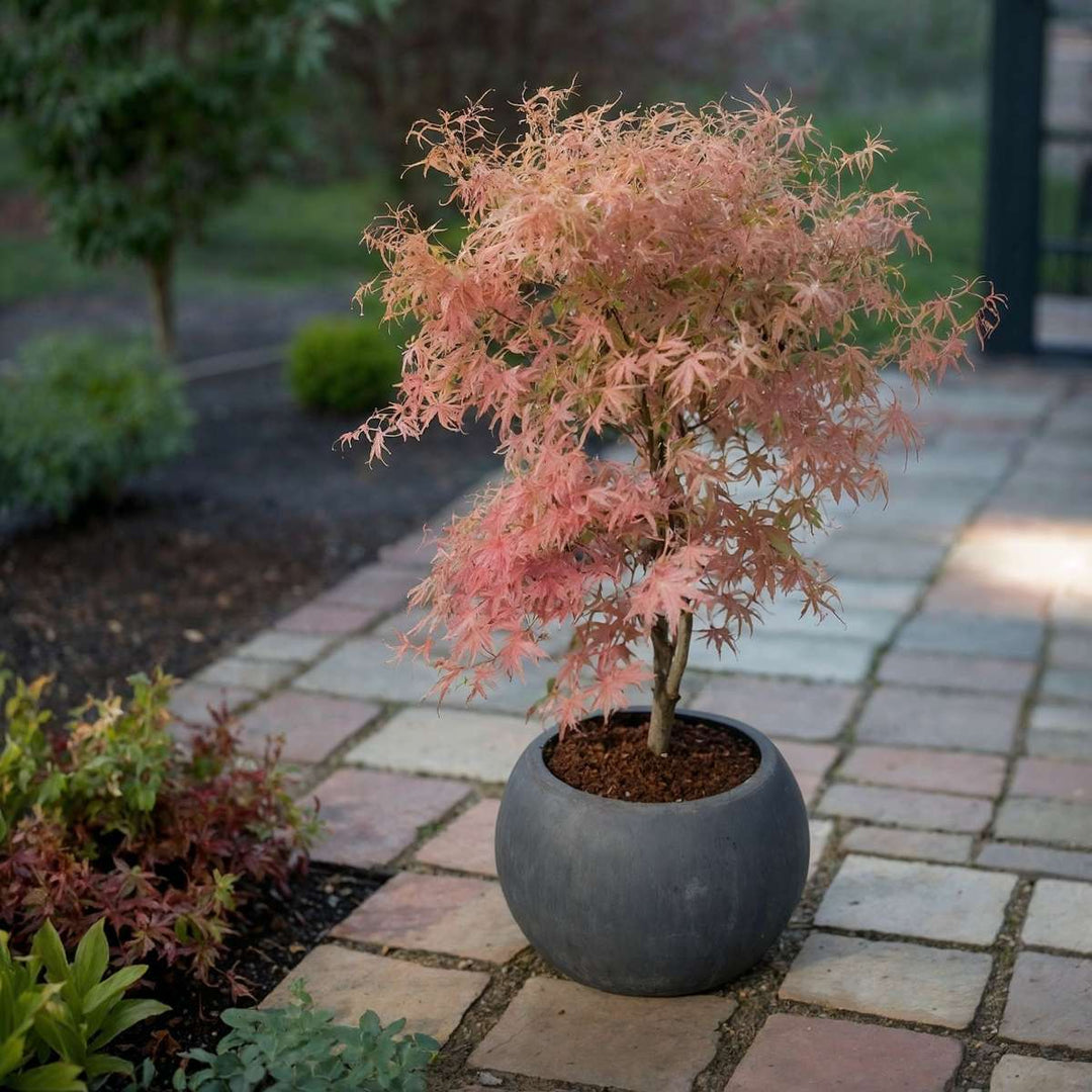 Acer palmatum 'Ukigumo' & 'Taylor' - Japanse esdoorn