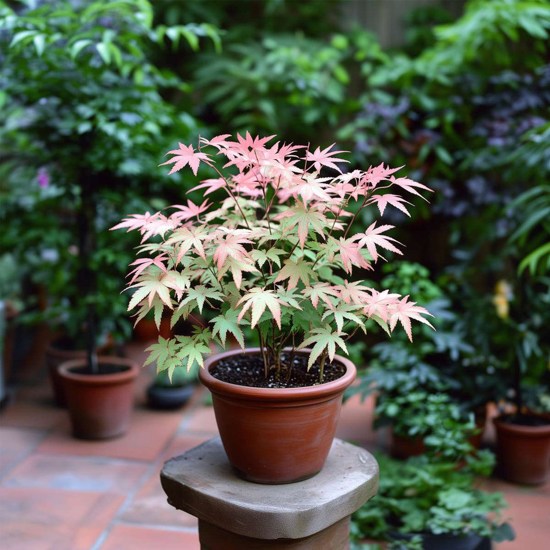 Acer palmatum 'Taylor' - Set van 2 - Japanse esdoorn