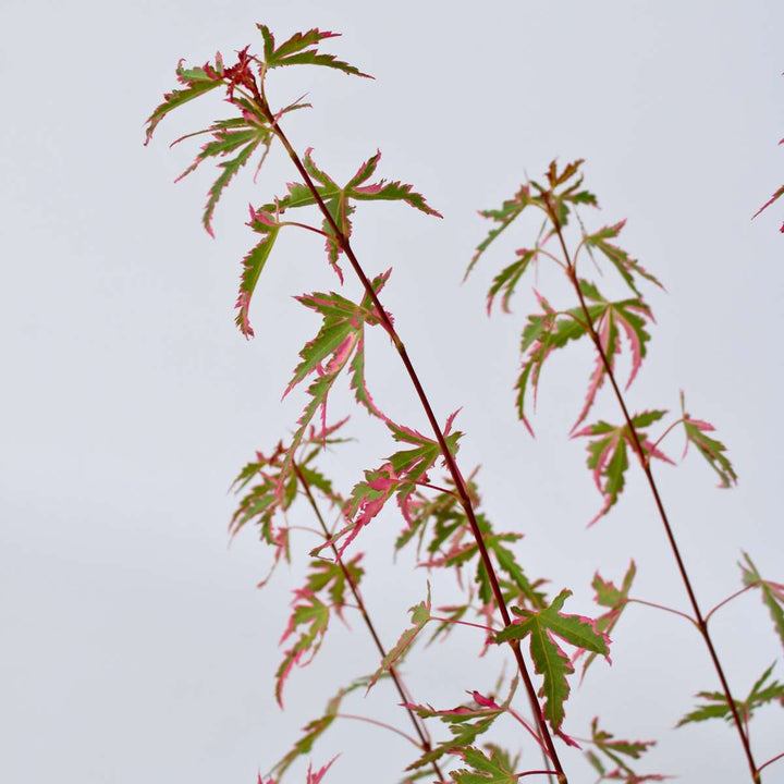 Acer palmatum 'Taylor' - Set van 2 - Japanse esdoorn