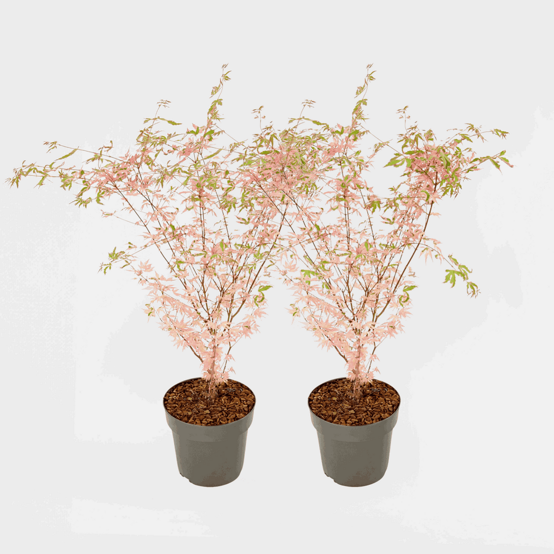 Acer palmatum 'Taylor' - Sada 2 ks - Japonský javor