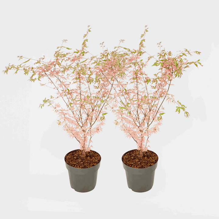 Acer palmatum 'Taylor' - Sada 2 ks - Japonský javor