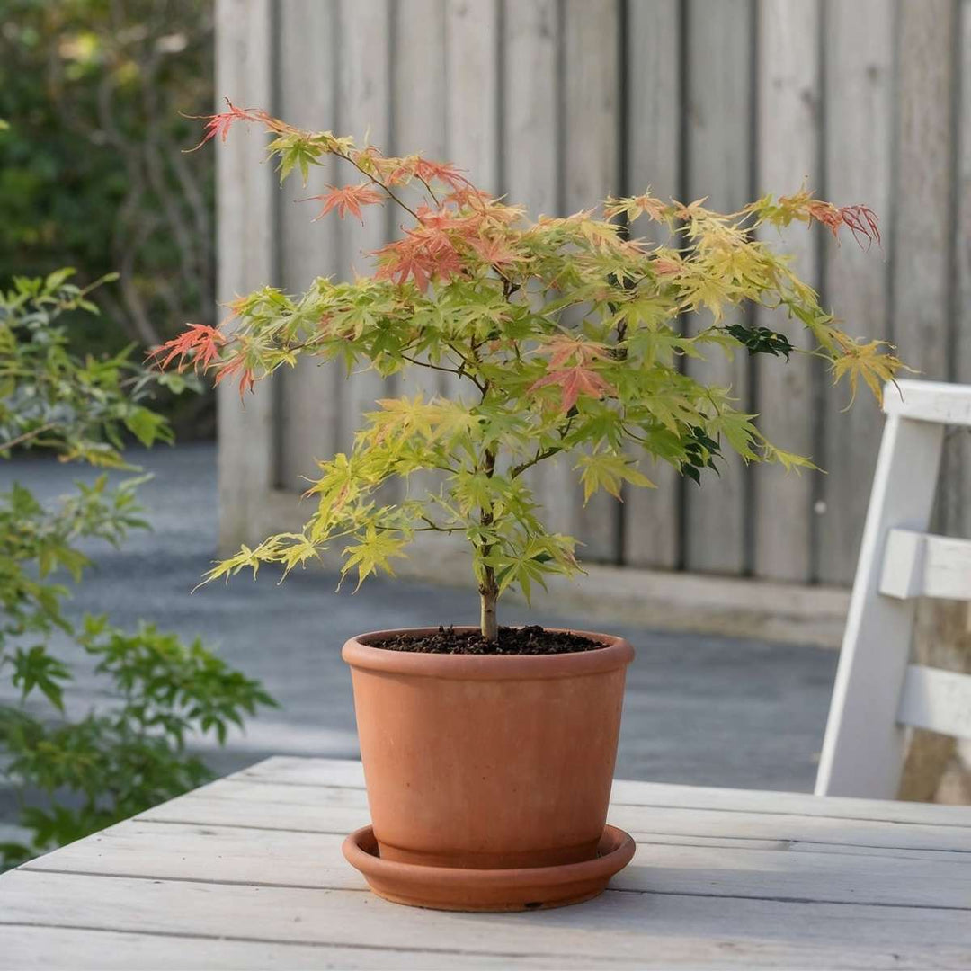 Acer palmatum 'Moonrise' - Set van 2 - Japanse esdoorn -