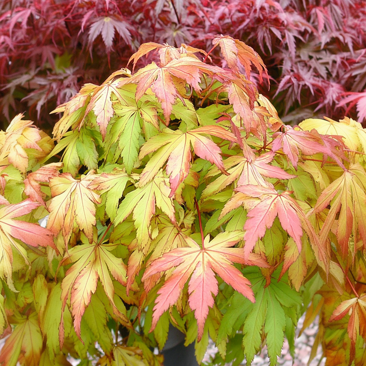 Acer palmatum 'Moonrise' - Set van 2 - Japanse esdoorn -