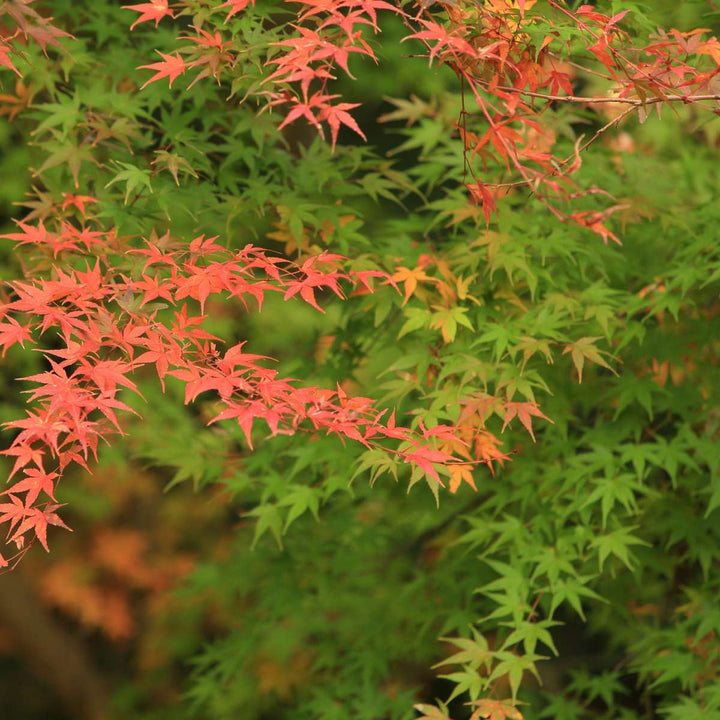 Acer palmatum 'Moonrise' - Set van 2 - Japanse esdoorn -