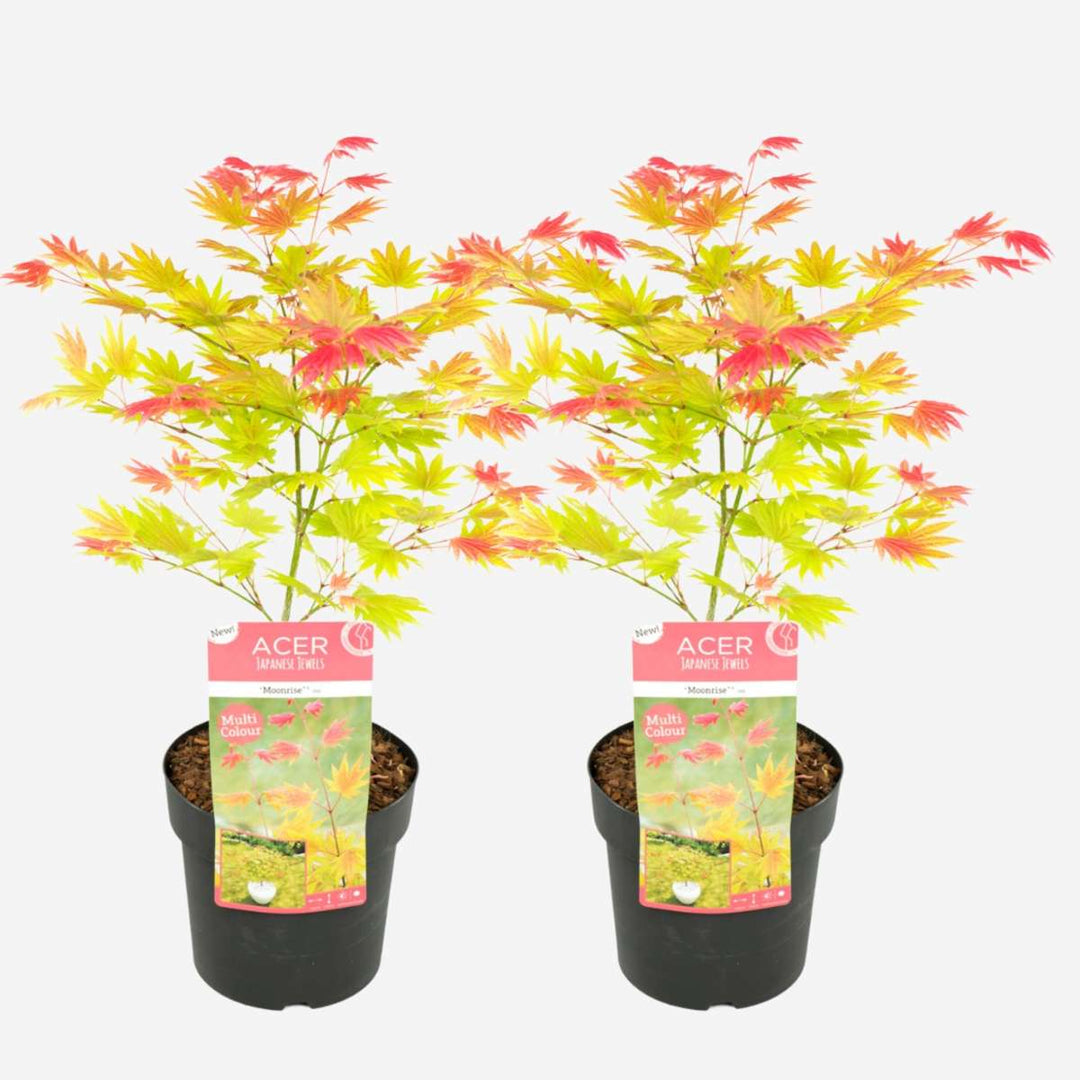 Acer palmatum 'Moonrise' - Set van 2 - Japanse esdoorn -