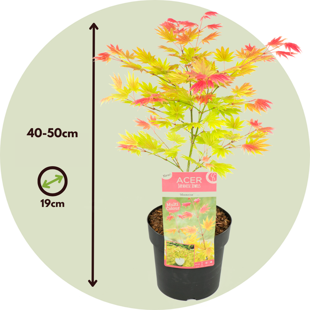 Acer palmatum 'Moonrise' - Set van 2 - Japanse esdoorn -