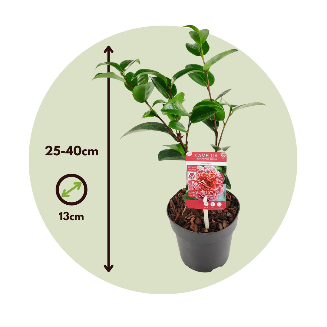 Kamelija 'Volunteer' - Ruža - Set od 2 - Roza - FloraStore