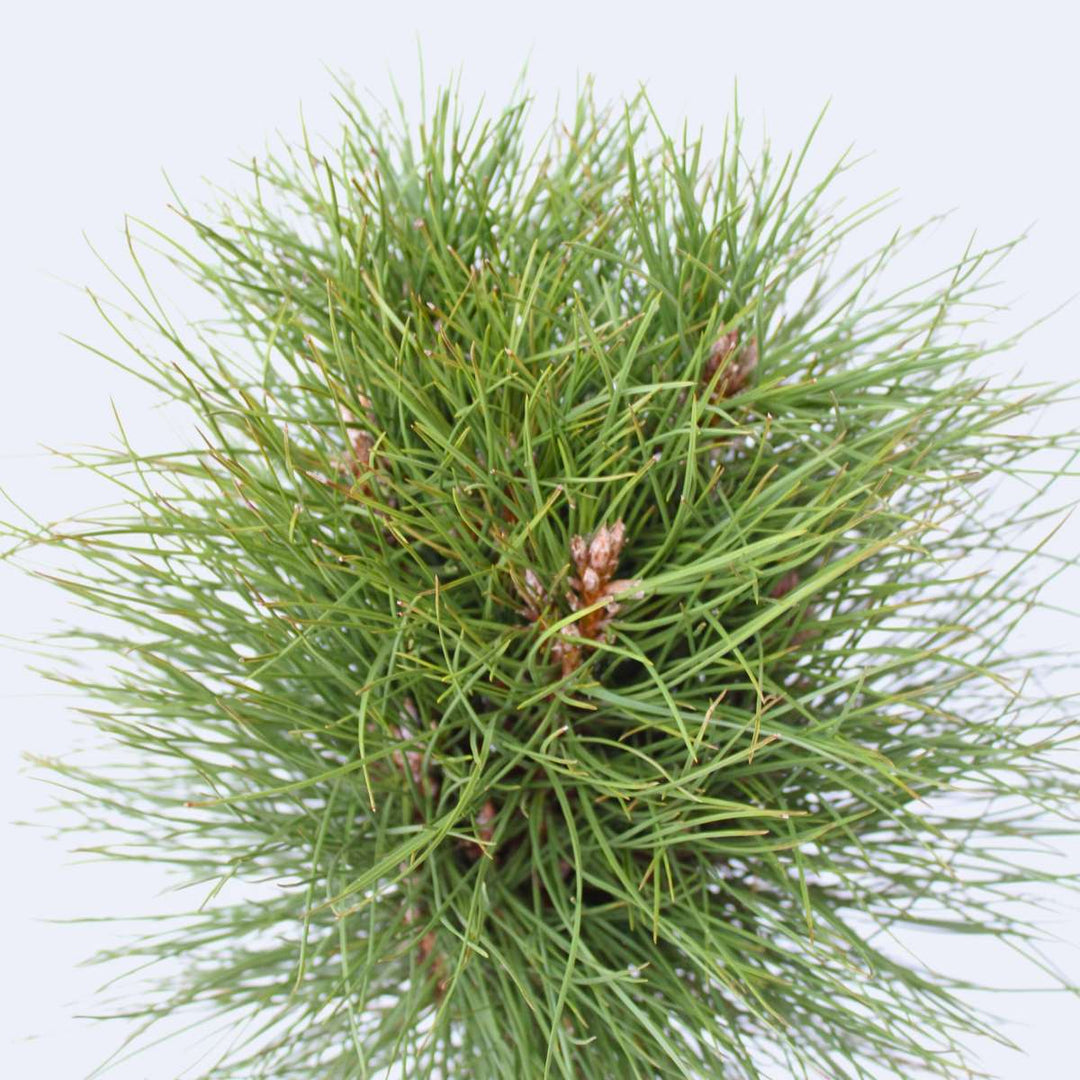 Pinus Summer Breeze - Dwergden