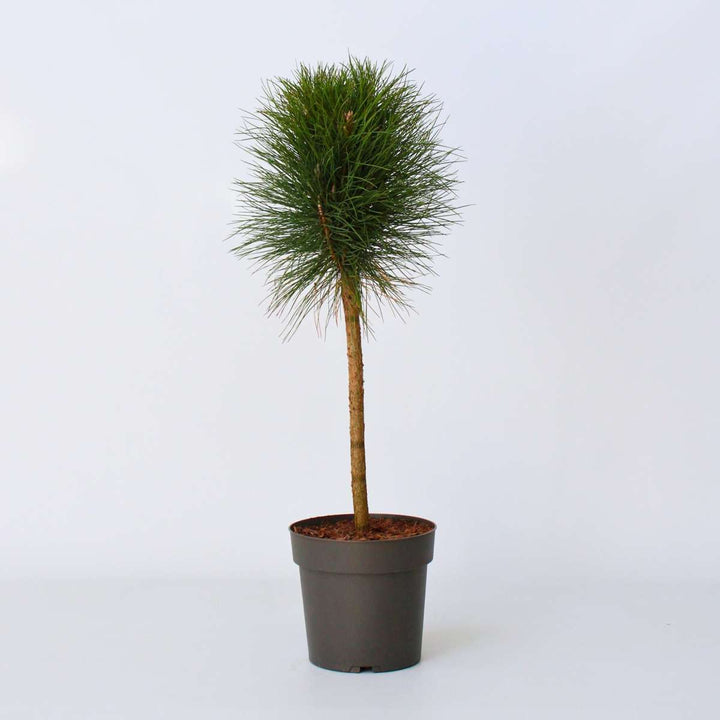 Pinus Summer Breeze - Dwergden