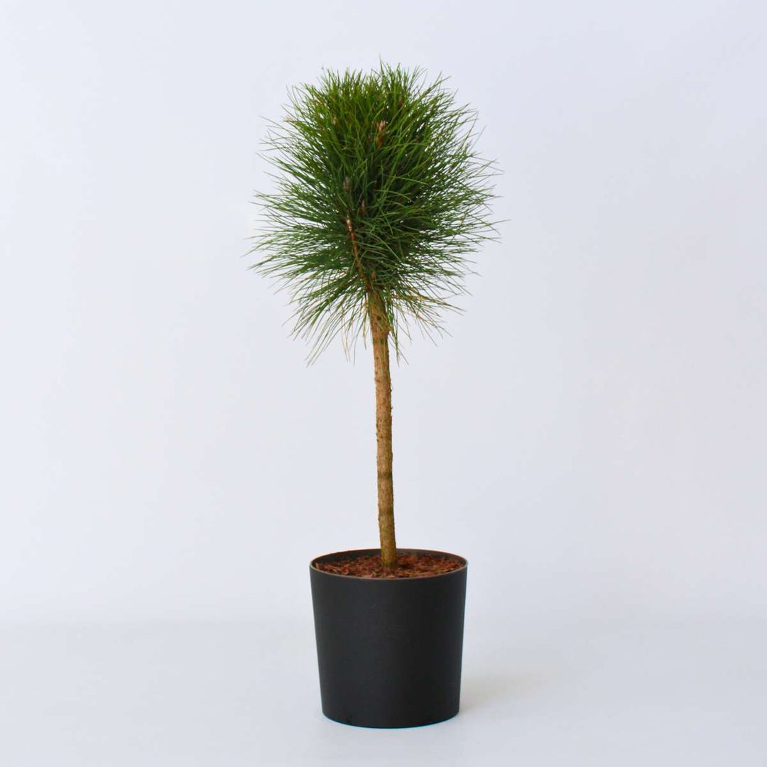 Pinus Summer Breeze - Dwergden