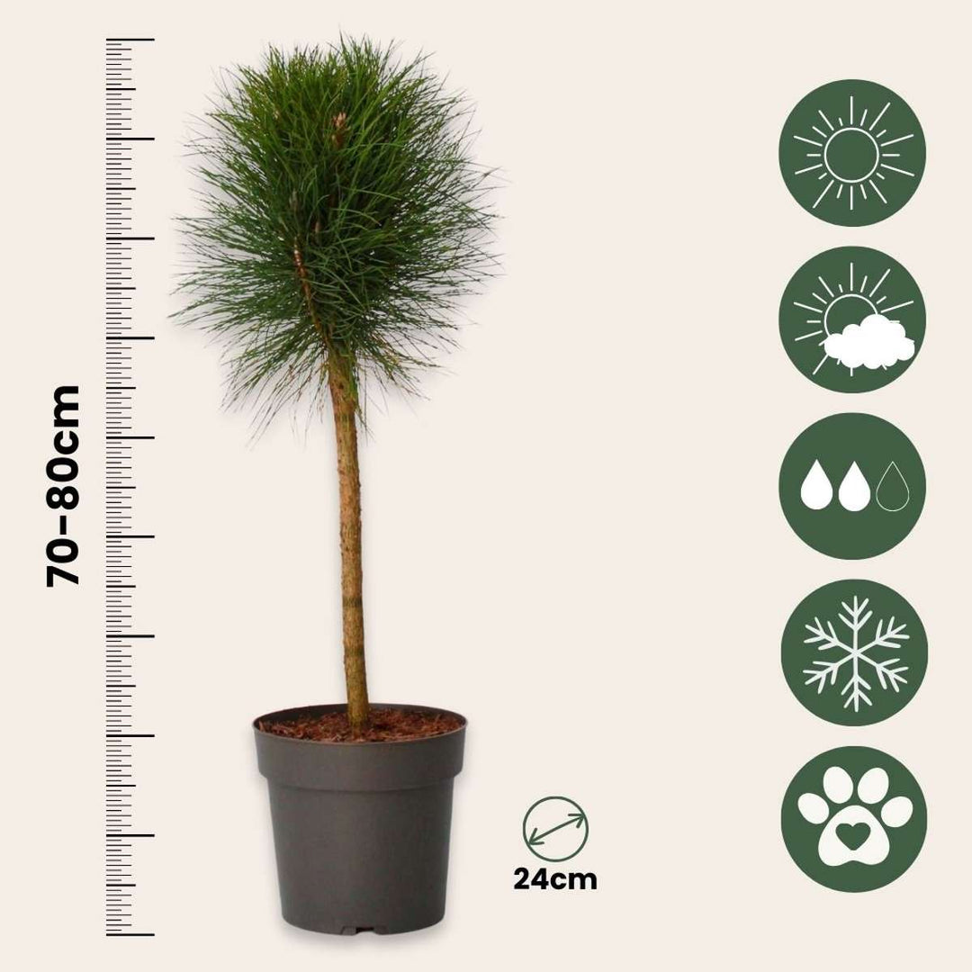 Pinus Summer Breeze - Dwergden - FloraStore