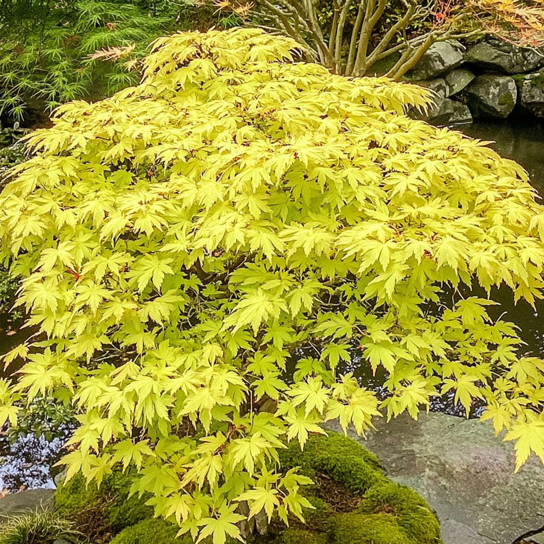 Acer palmatum 'Cascade Gold' - japonský javor