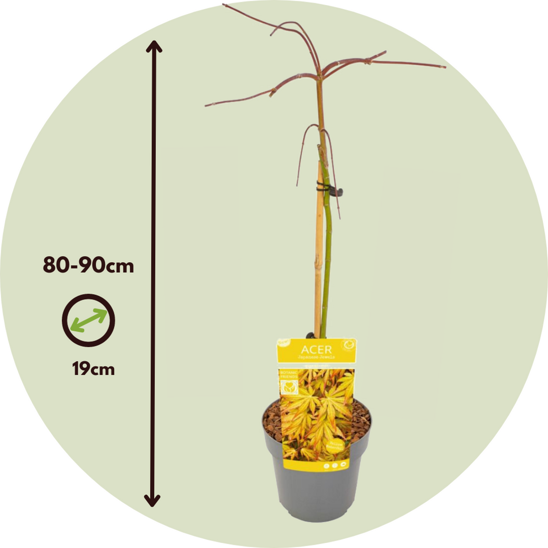Acer palmatum 'Cascade Gold' - japonský javor