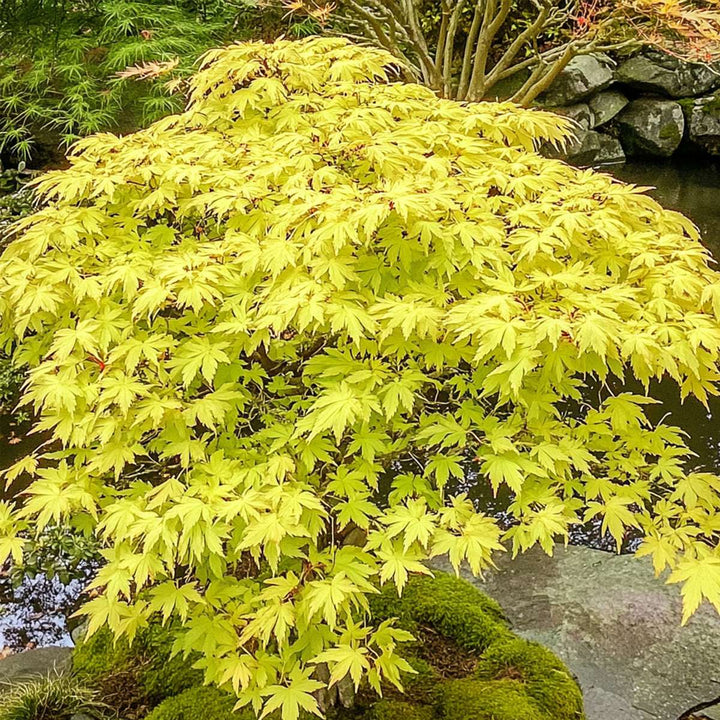 Acer palmatum 'Cascade Gold' - Sada 2 ks - japonský javor