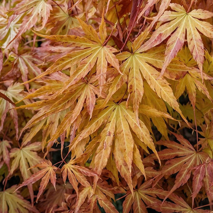 Acer palmatum 'Cascade Gold' - japonský javor