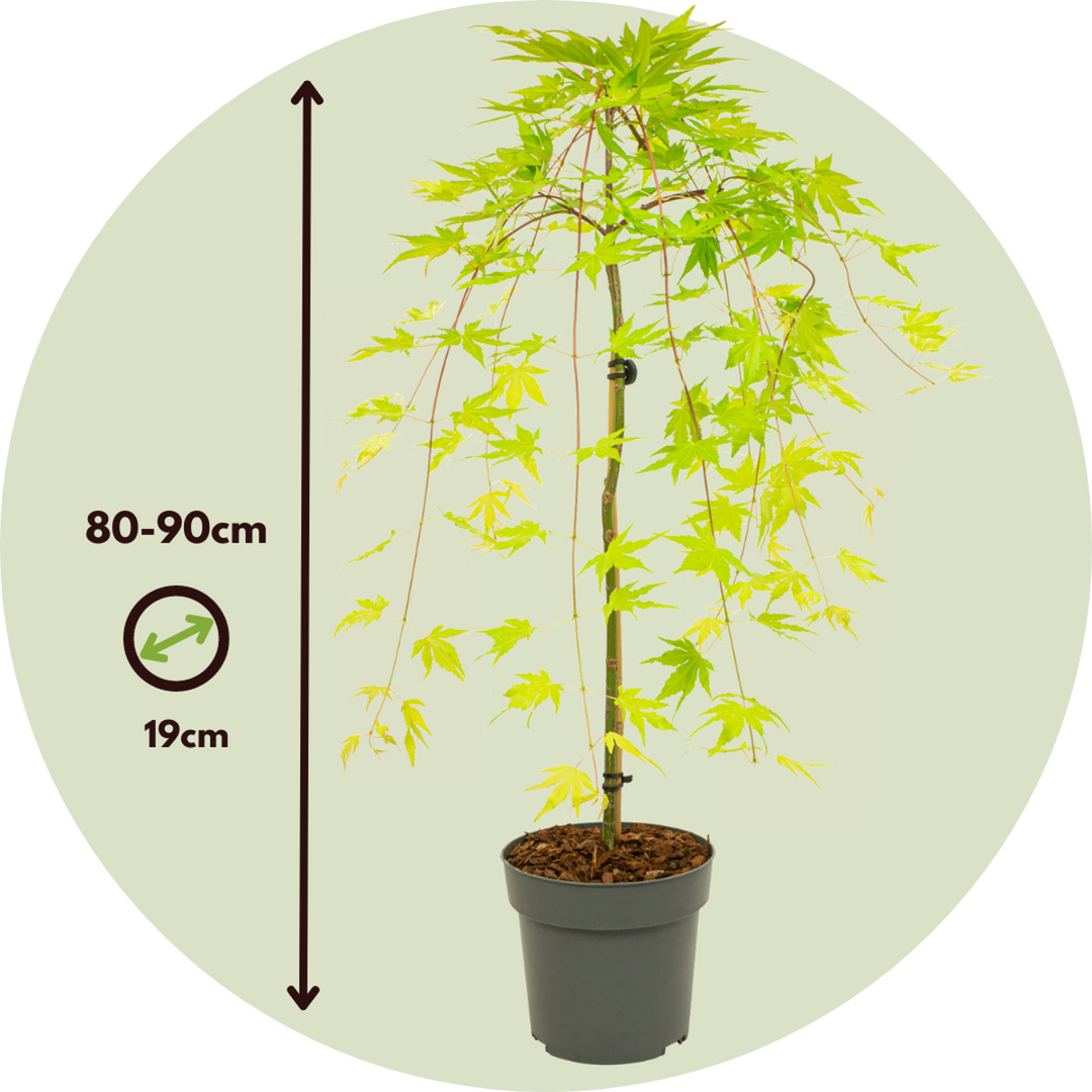 Acer palmatum 'Cascade Gold' - Sada 2 ks - japonský javor