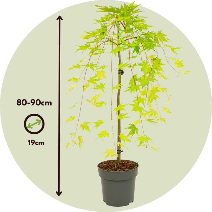 Acer palmatum 'Cascade Gold' - Sada 2 ks - japonský javor