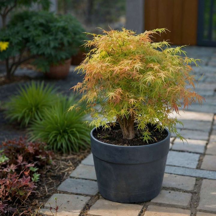 Acer palmatum 'Katsura' - Japanse esdoorn