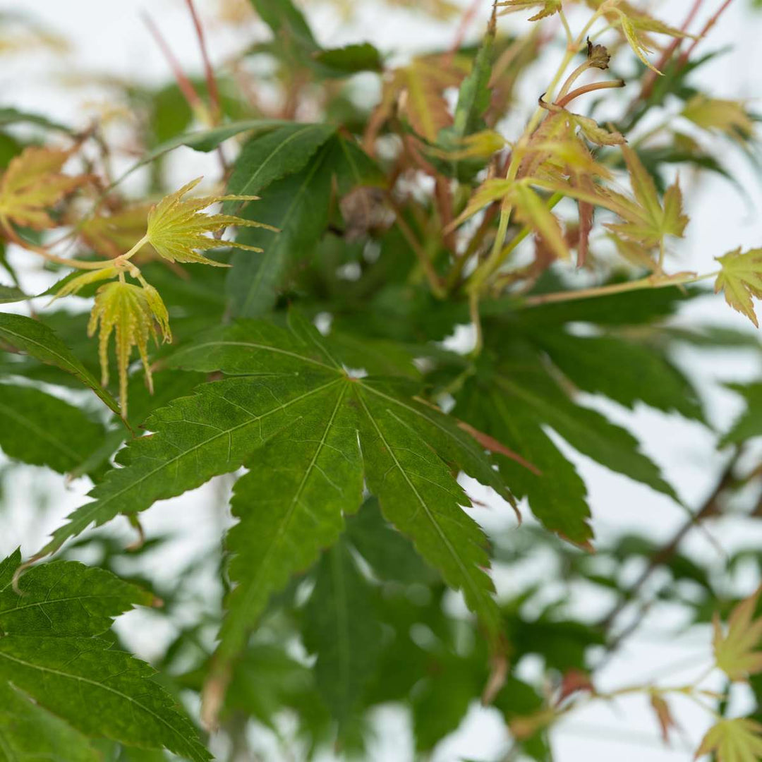 Acer palmatum 'Katsura' - Japanse esdoorn