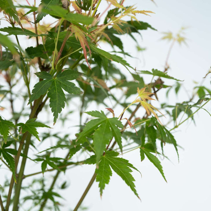 Acer palmatum 'Katsura' - Japanse esdoorn