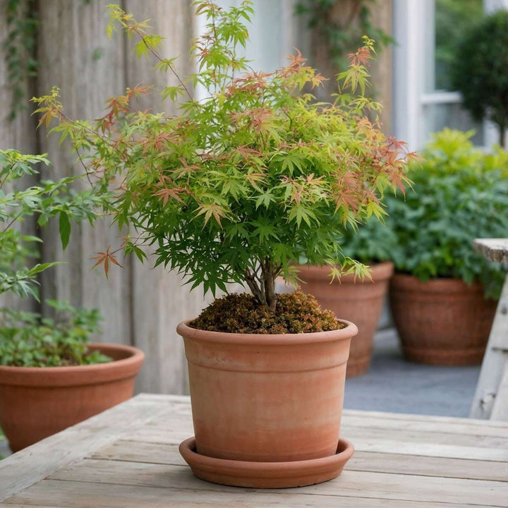 Acer palmatum 'Little Princess' - Japanse esdoorn