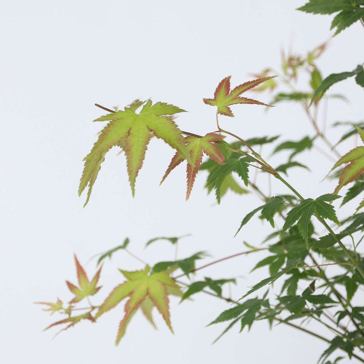 Acer palmatum 'Little Princess' - Japanse esdoorn