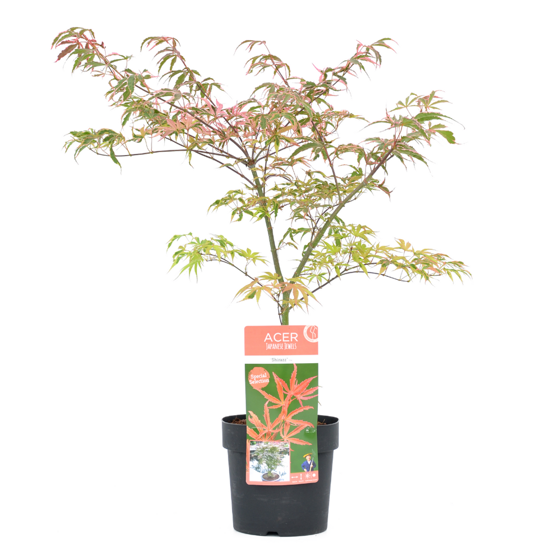 Acer palmatum 'Shirazz' - japanski javor