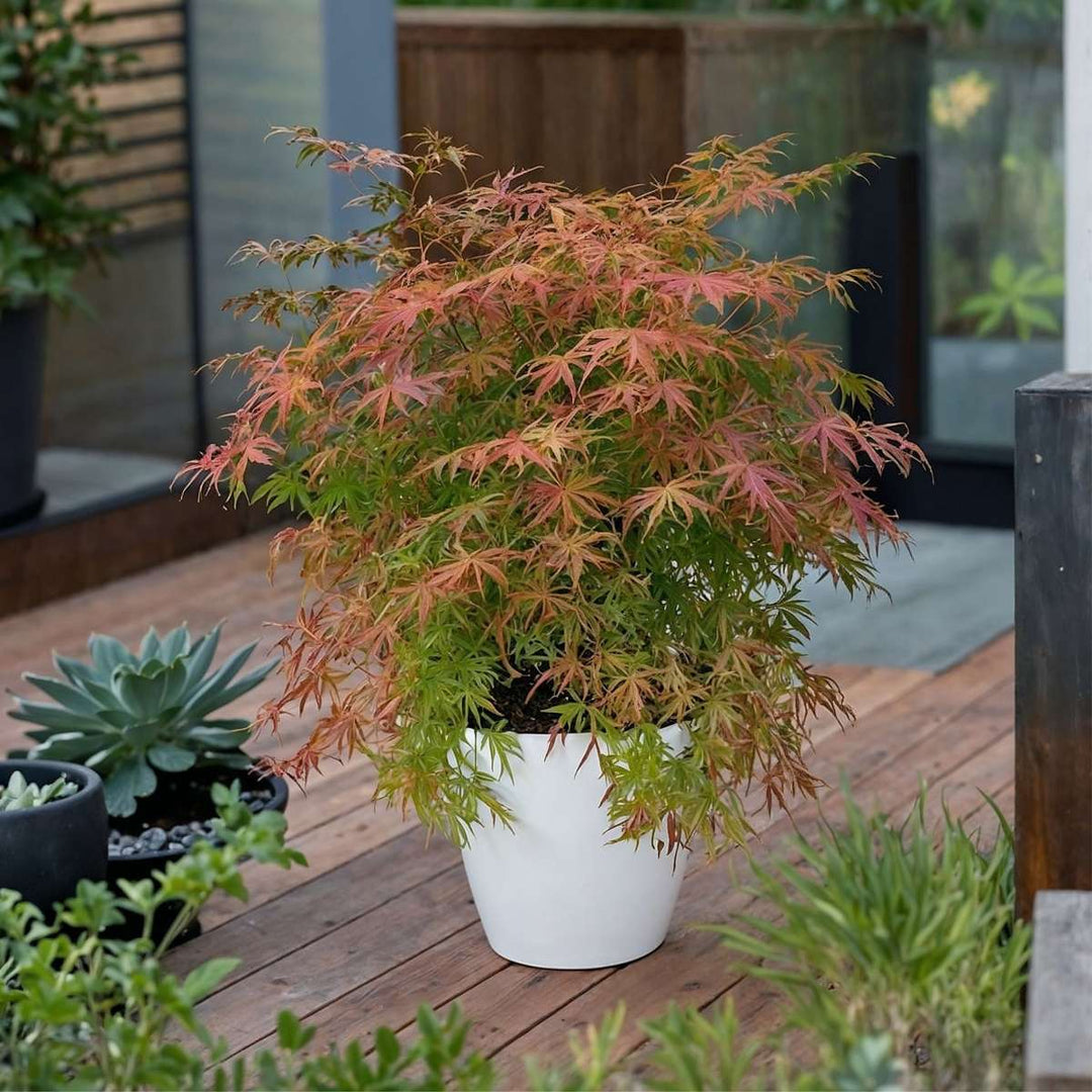 Acer palmatum 'Extravaganza' - japanski javor - set od 2