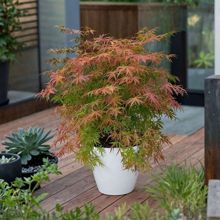Acer palmatum 'Extravaganza' - japanski javor - set od 2