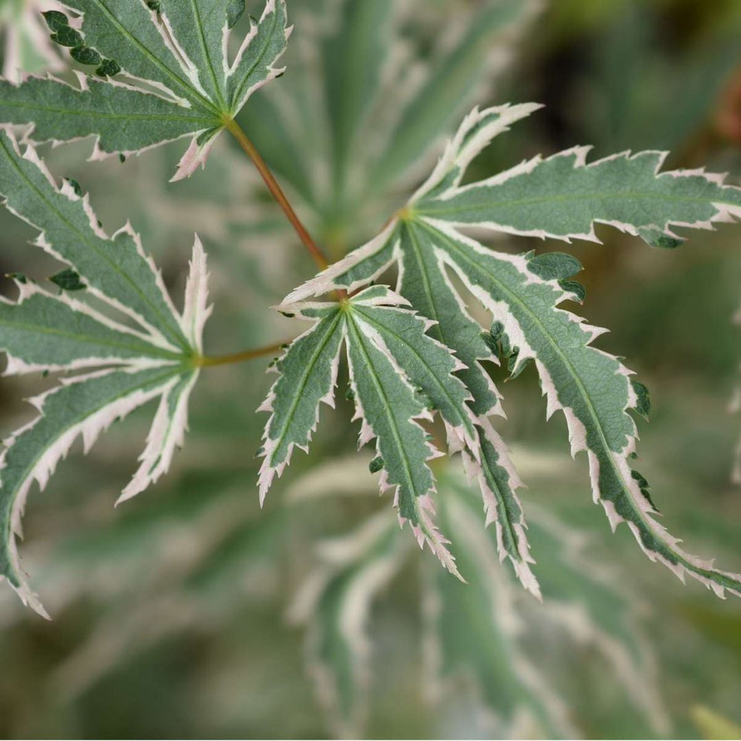 Acer palmatum 'Butterfly' - Japanse Esdoorn