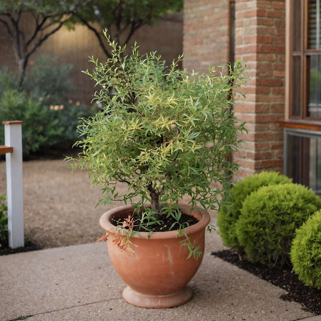 Acer palmatum 'Butterfly' Set van 4 - Japanse Esdoorn