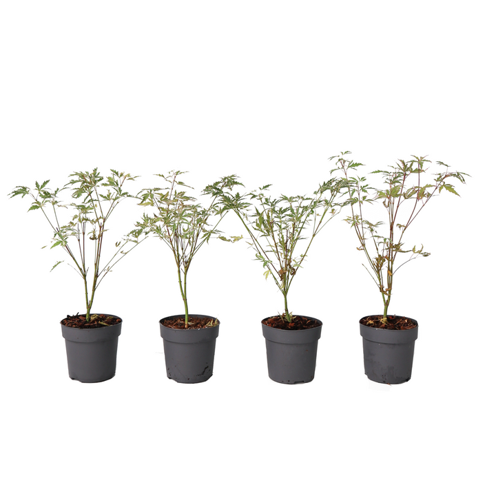 Acer palmatum 'Butterfly' Set van 4 - Japanse Esdoorn