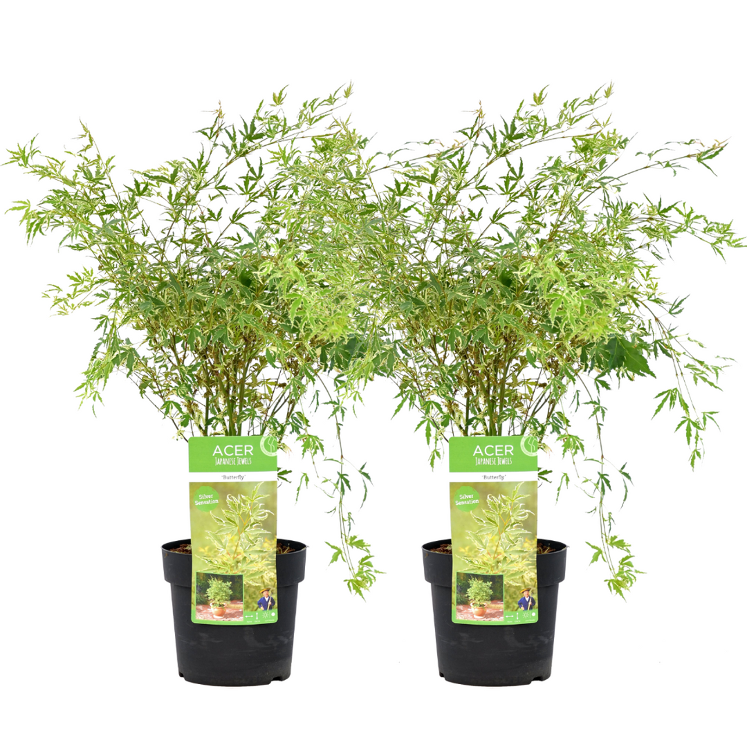 Acer palmatum 'Butterfly' - japanski javor - set od 2