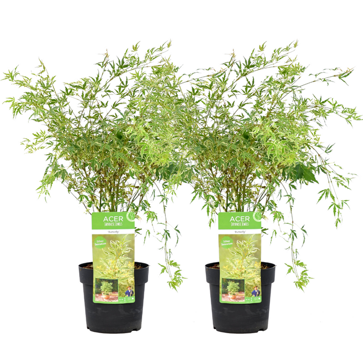 Acer palmatum 'Butterfly' - japanski javor - set od 2