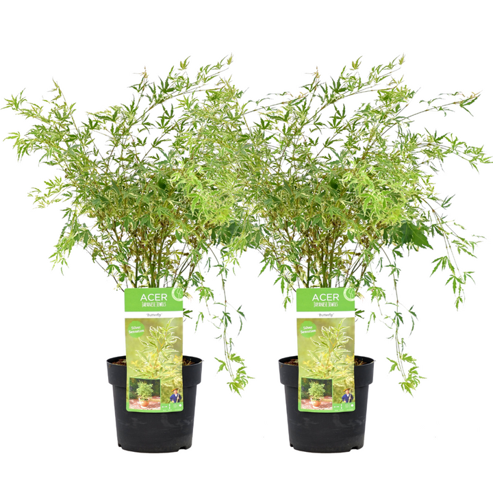 Acer palmatum 'Butterfly' - japanski javor - set od 2
