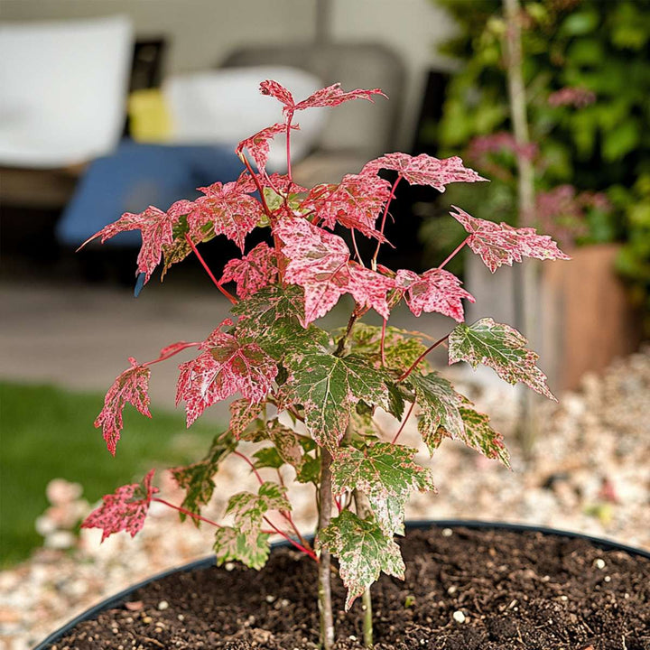 Acer conspicuum 'Red Flamingo'
