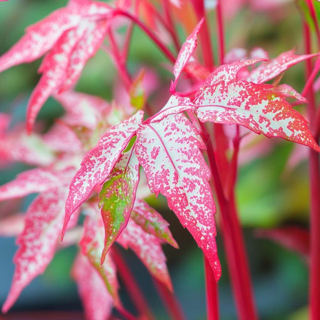 Acer conspicuum 'Red Flamingo'
