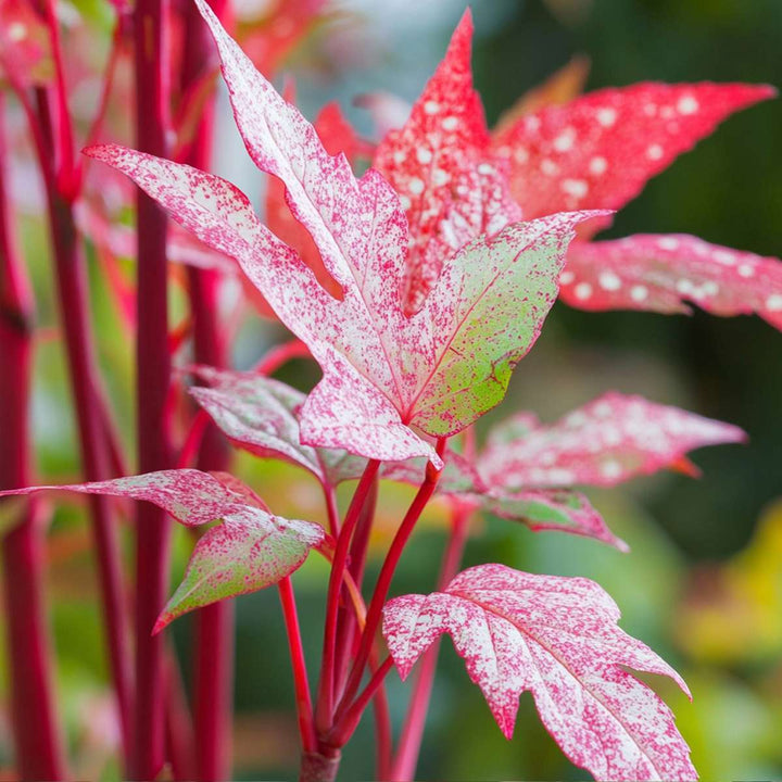 Acer conspicuum 'Red Flamingo'